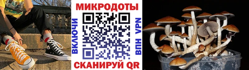 где найти наркотики  Белореченск  Псилоцибиновые грибы мицелий 